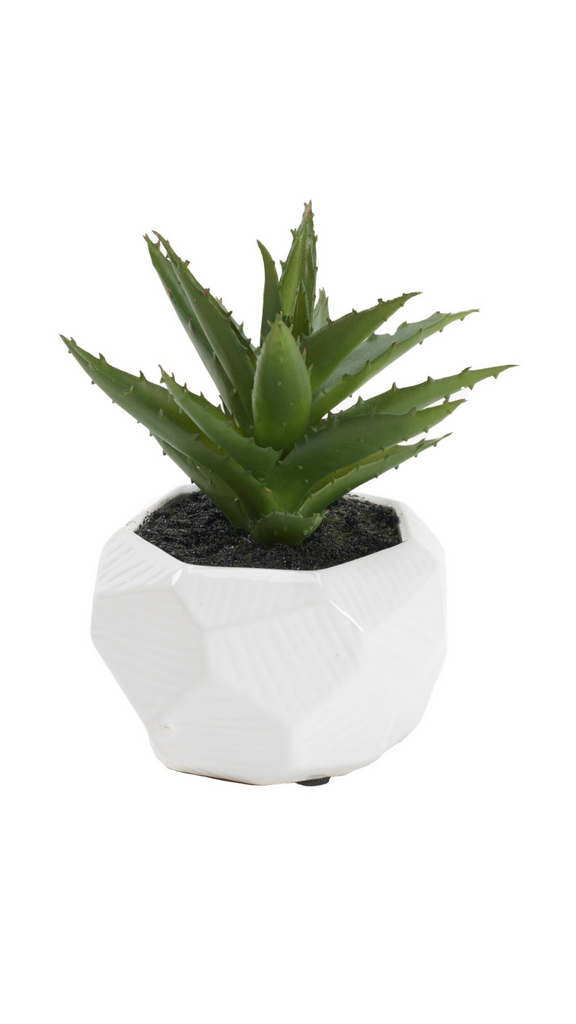 Mini Aloe – Hamiltonparkinteriors