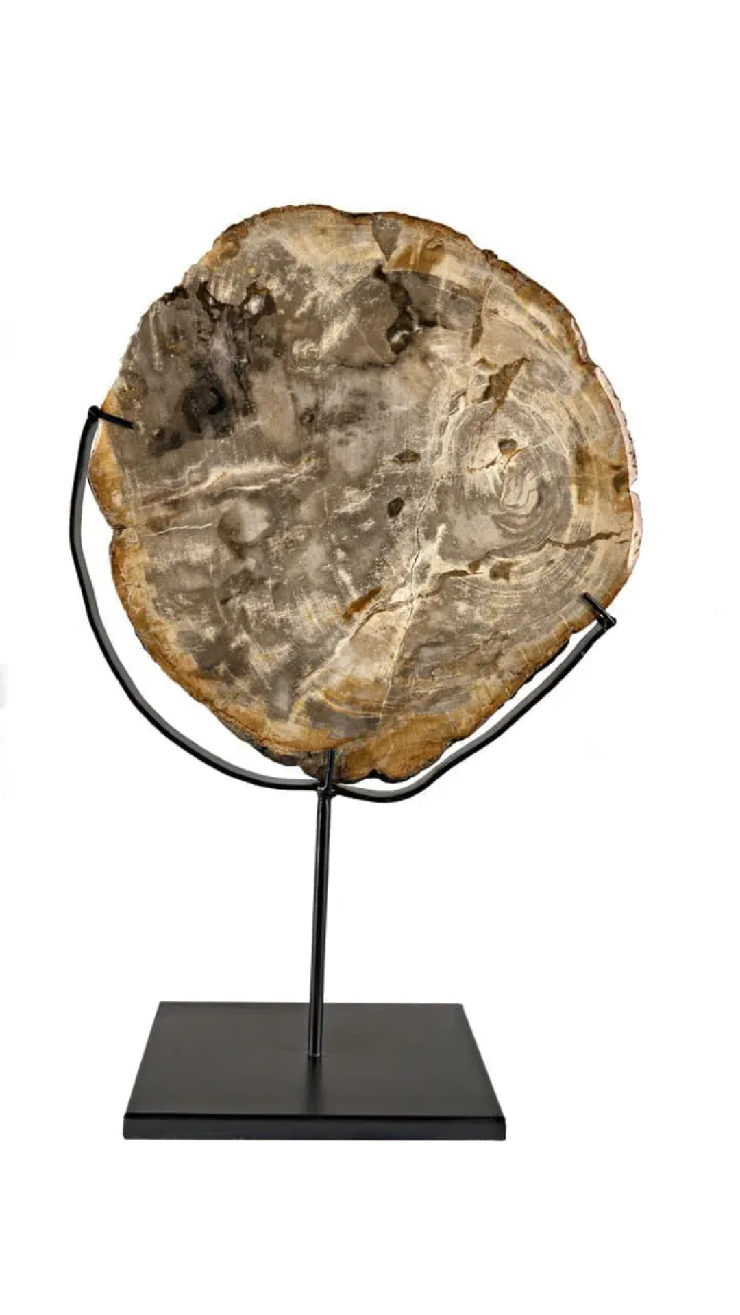 Wood Fossil