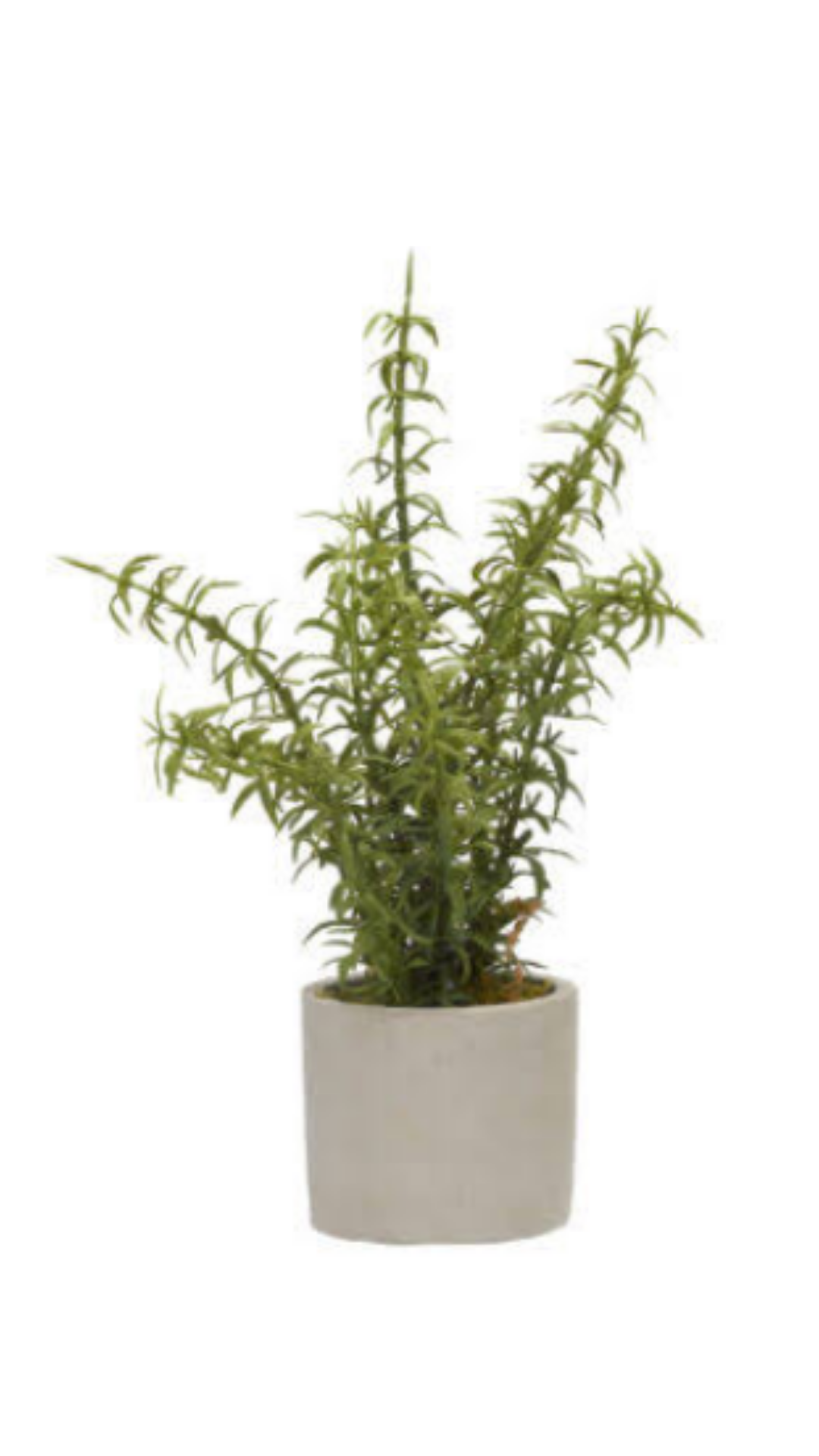 Rosemary